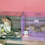 Perdagangan Satwa